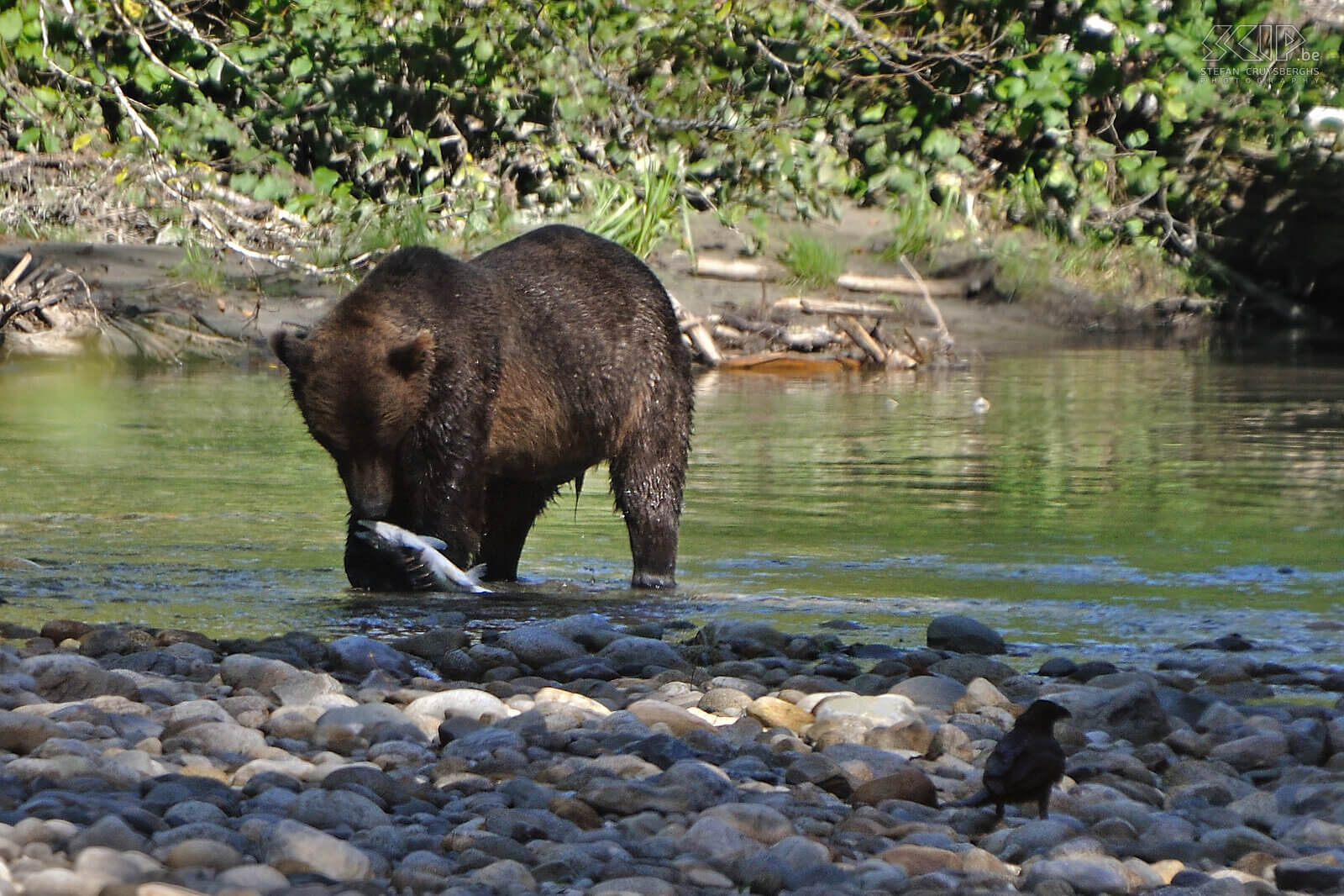Bute Inlet - Brown bear It is always a spectacle as a bear catches a salmon. Stefan Cruysberghs
